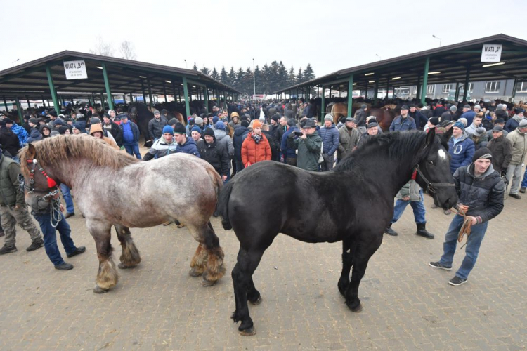 Tradycyjny Skaryszewski Jarmark Koński "Wstępy". 2018 r. Fot. PAP/B. Zborowski