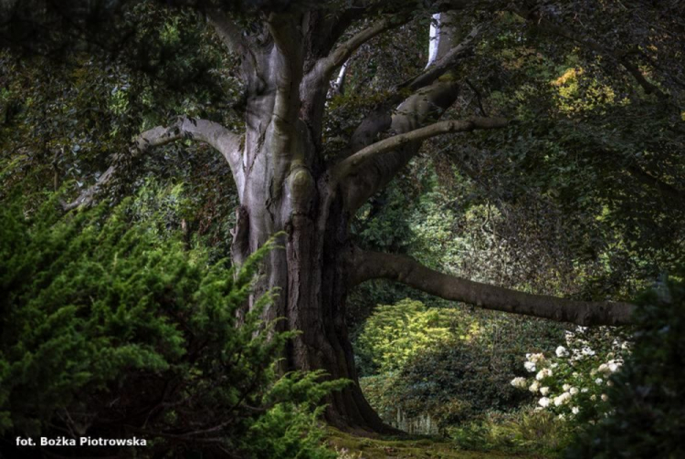 Drzewo Roku 2023 - Buk „Serce Ogrodu” w Arboretum Wojsławice. Fot. Archiwum Klubu Gaja/Bożka Piotrowska