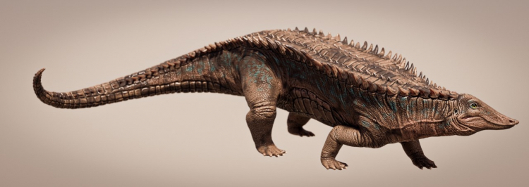 Garzapelta muelleri. Źródło: https://www.jsg.utexas.edu/news/2024/03/tanks-of-the-triassic-new-crocodile-ancestor-identified/