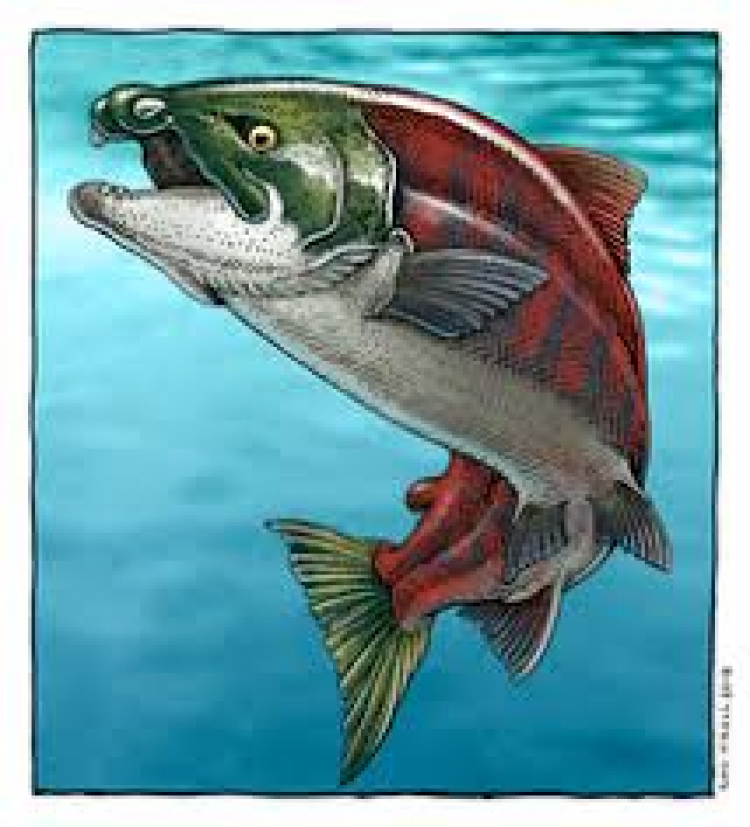 Oncorhynchus rastrosus - prehistoryczny łosoś, który żył w północnym Pacyfiku, fot: Wikipedia
