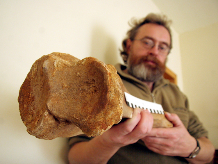 Podczas prac ziemnych w Zamościu w 2009 r. natrafiono na kilkanaście dobrze zachowanych kości mamuta, których wiek określono na ponad 10 tys. lat. Na zdjęciu archeolog Artur Witkowski. PAP/Mirosław Trembecki
