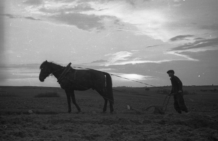 Orka konna, 1947 r. PAP/CAF