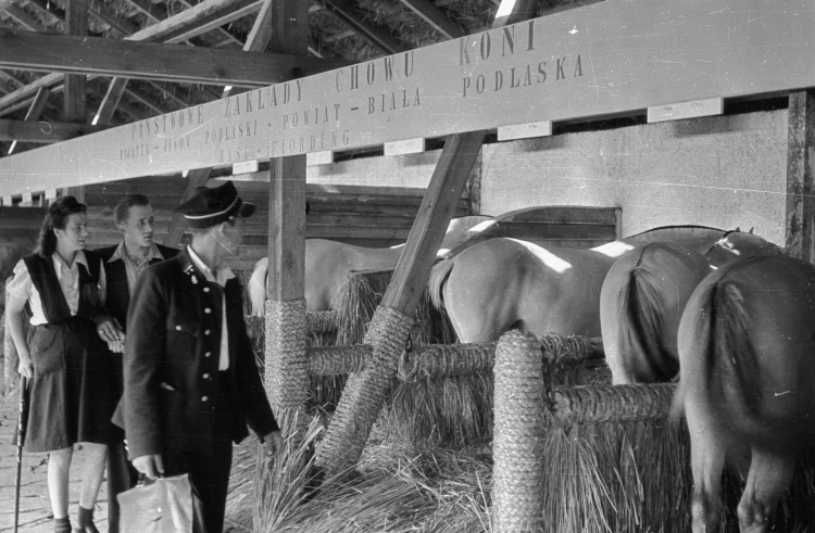 Nz. stajnia Państwowych Zakładów Chowu Koni w Janowie Podlaskim, Wystawa Ziem Odzyskanych 1948 r. PAP