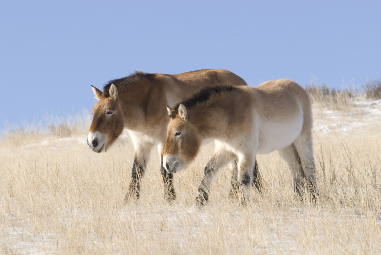 Konie Przewalskiego w Parku Narodowym Hustai w Mongolii. PAP/EPA/Peter Oetzmann