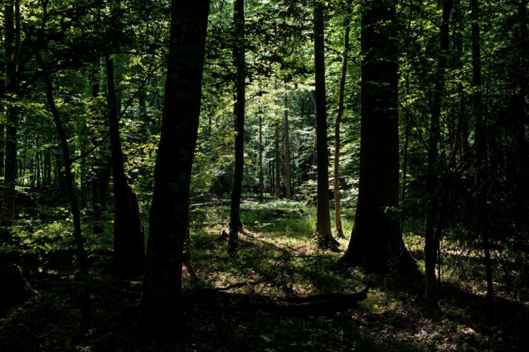 Puszcza Białowieska. Fot. PAP/M. Zieliński