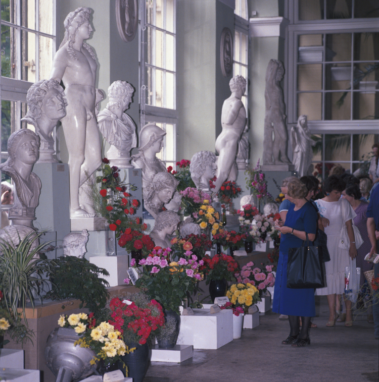 Wystawa róż w Starej Pomarańczarni w Łazienkach Królewskich, 1987 r. PAP/Tadeusz Zagoździński