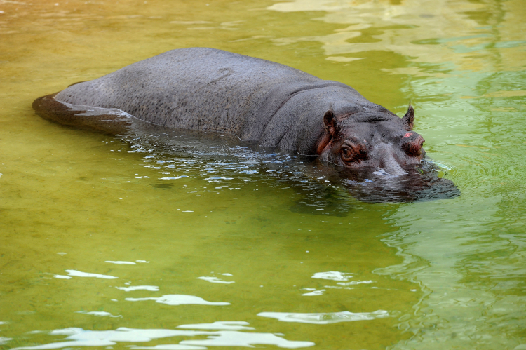 Hipopotamica Pelagia ogrodzie zoologiczny w Warszawie. PAP/Grzegorz Jakubowski