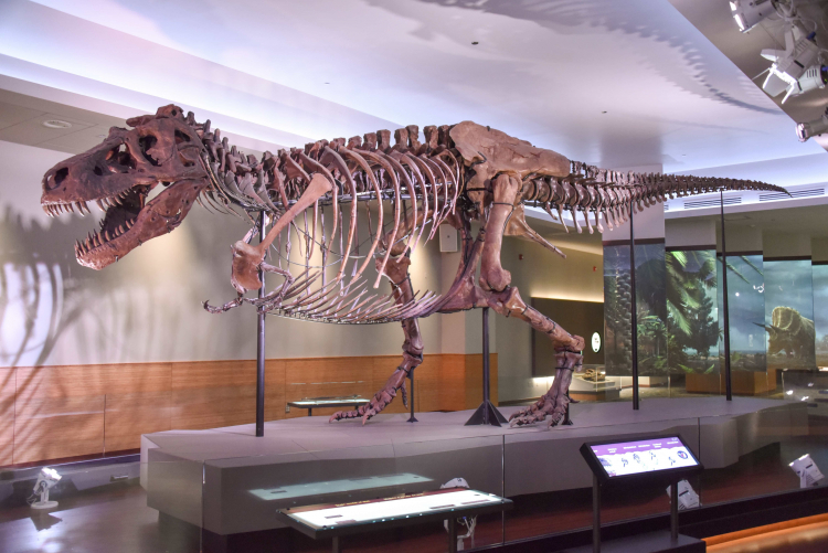 Tyranozaur „Sue” na wystawie w Muzeum Historii Naturalnej w Chicago w USA. /Źródło: en.wikipedia