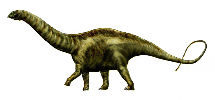 Apatozaur, rekonstrukcja wyglądu żyjącego 150 mln lat temu dinozaura, fot. Wikipedia