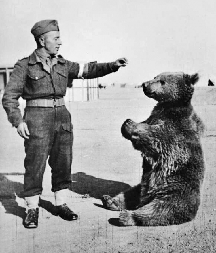 Niedźwiedź Wojtek z polskim żołnierzem. /Źródło: en.wikipedia