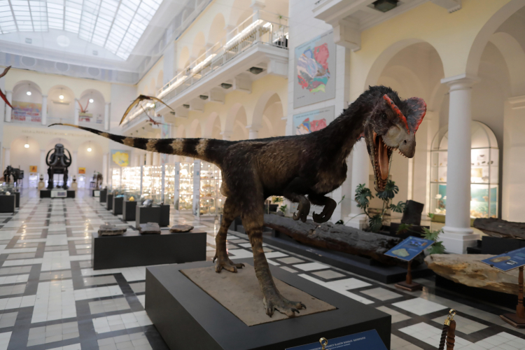 Dinozaur na wystawie w Muzeum Geologicznym, fot. PAP/A. Zawada