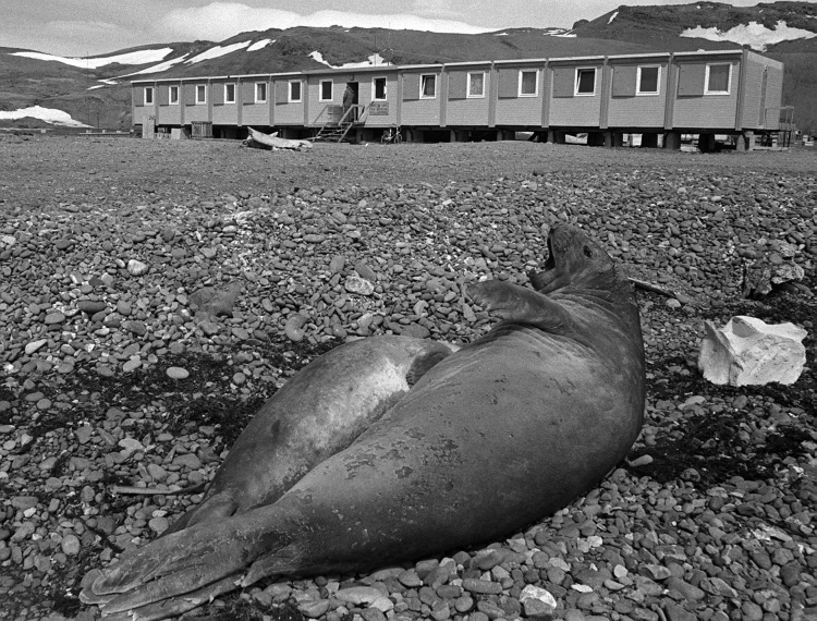 Stacja polarna PAN na Wyspie Króla Jerzego w Zachodniej Antarktyce. Stacji nadano imię pioniera polskich badań antarktycznych - Henryka Arctowskiego, 26 lutego 1977. PAP/Stan Wojciech