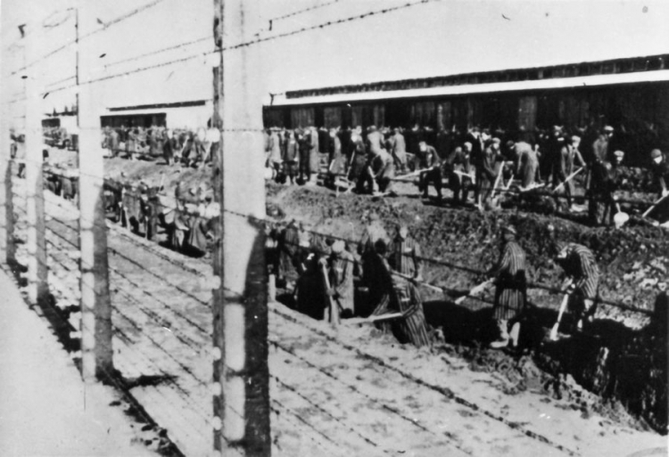 Więźniowie przy kopaniu rowu odwadniającego. Źródło: www.auschwitz.org