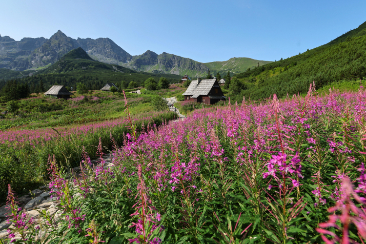 Tatry, Hala Gąsienicowa. Fot. PAP/Grzegorz Momot