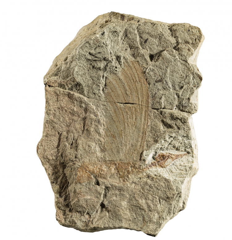 Źródło: https://www.naturkundemuseum-bw.de/