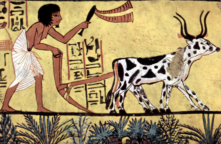 Starożytny Egipt - rolnictwo. Fot. Painter of the burial chamber of Sennedjem, Public domain, via Wikimedia Commons