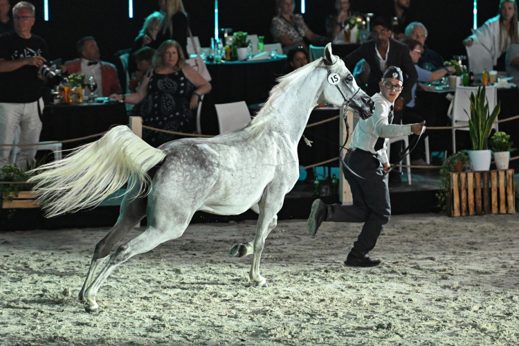 Klacz Adriana podczas 55. aukcji Koni Arabskich Czystej Krwi Pride of Poland w Janowie Podlaskim, 2024 r. Fot. PAP/Wojtek Jargiło