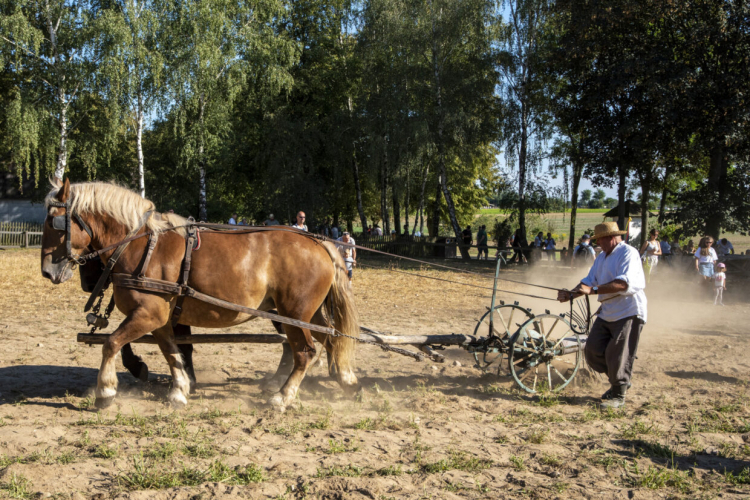 Na skansenowych polach bedzie można zobaczyć m.in. kopanie ziemniaków za pomocą motyk i kopaczek konnych. Fot. mwmskansen.pl/Dariusz Krześniak