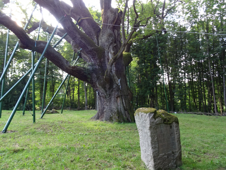 Dąb Bartek - jeden z najstarszych i największych w Polsce dębów szypułkowych, liczy ok. 700 lat. Rośnie na terenie leśnictwa Bartków. Fot. PAP/Jerzy Uklejewski