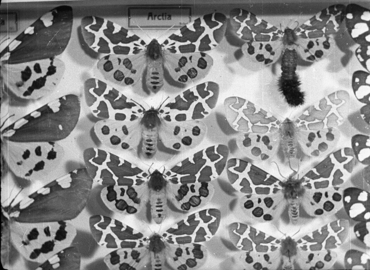 Jeden z gatunków motyli nocnych (Actia). Zdjęcie z 1948 r. Fot. PAP 