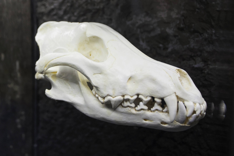 Czaszka wilka, tot. PAP/Aleksander Koźmiński