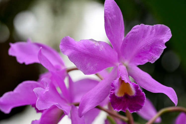 W storczykarni Muzeum-Zamku w Łańcucie zakwitły ulubione orchidee Potockich - Cattleye