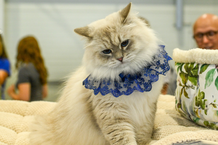 PAP/Wojciech Szubartowski