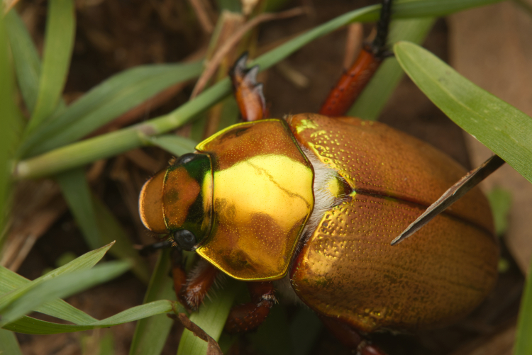 Anoplognathus viridiaeneus, powszechnie znany jako chrząszcz bożonarodzeniowy, to chrząszcz z rodziny posokowatych pochodzący z wschodniej Australii. Fot. (c) Nigel Main, some rights reserved (CC BY), CC BY 4.0 <https://creativecommons.org/licenses/by/4.0>, via Wikimedia Commons