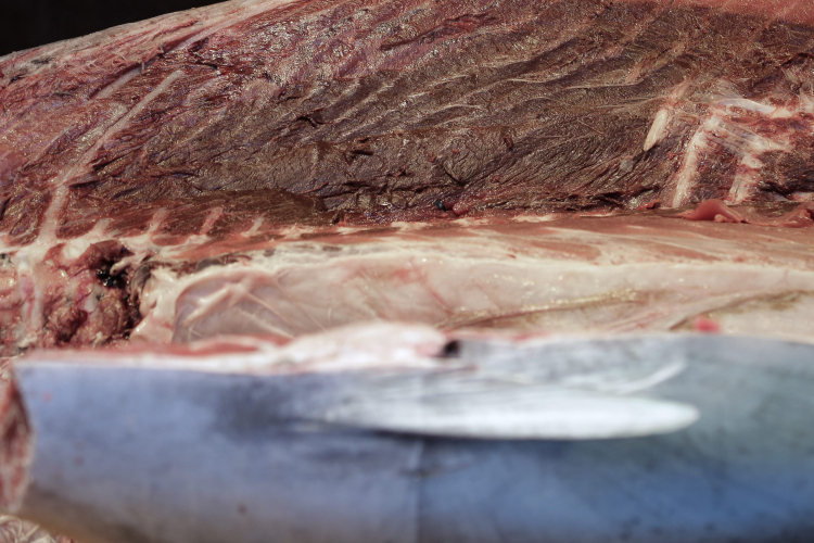 Tuńczyk błękitnopłetwy o wadze 200 kilogramów sprzedany za kwotę 14 milionów jenów (117 000 dolarów amerykańskich) podczas pierwszej aukcji noworocznej na targu Tsukiji, jest krojony w flagowym sklepie restauracji sushi Sushizanmai w Tokio, Japonia, 5 stycznia 2016 roku. Fot. PAP/EPA/KIYOSHI OTA 