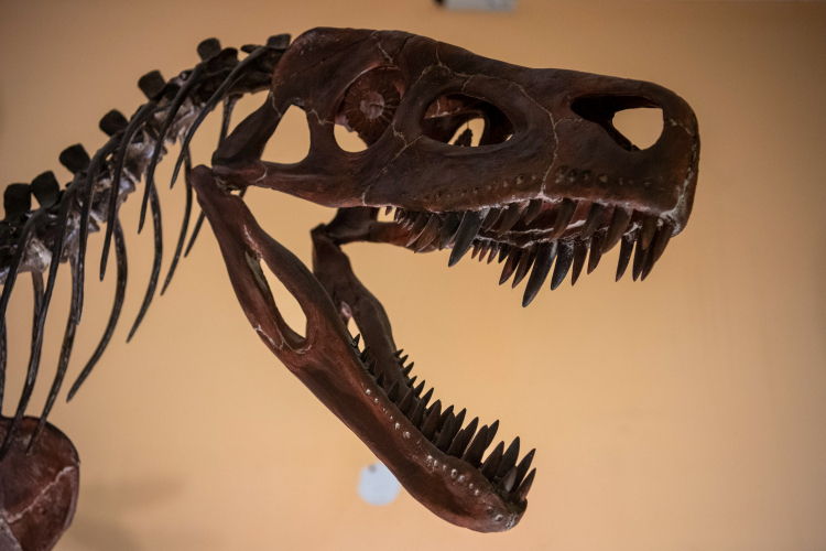 Wystawa pt. "Smok wawelski i jego ofiara Lisowicja bojani" w Muzeum Ewolucji Instytutu Paleobiologii PAN w Warszawie, 2022 r. PAP/Andrzej Lange 