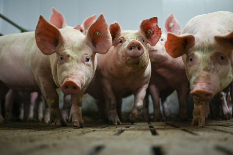 Świnie współczesne. Fot. PAP/DPA/Lars Klemmer
