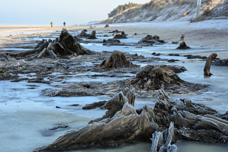 Plaża w Łazach, o ostatnich sztormach linia brzegowa Bałtyku cofnęła się, odsłaniając pozostałości pradawnego lasu. Fot. PAP/Piotr Kowala