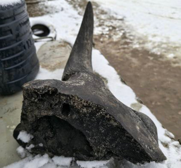 Fragment czaszki żubra stepowego odkryty podczas kopania stawu w Nowej Korzeniówce koło Płocka. Fot. Facebook/Muzeum Ziemi w Warszawie