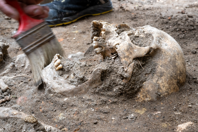 Prace ekshumacyjne na XIII-wiecznym przykościelnym cmentarzu w kompleksie Ducha Świętego w Toruniu w 2025 r. Fot. PAP/Tytus Żmijewski