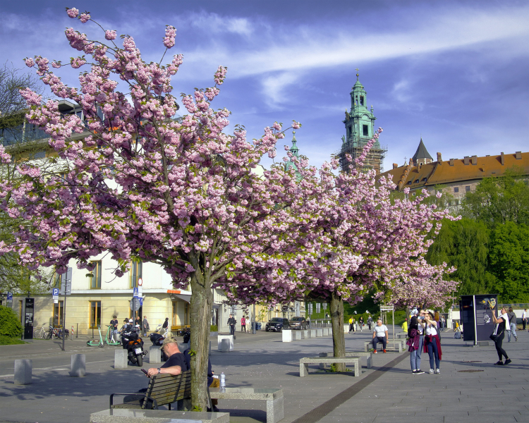 Plac Wielkiej Armii Napoleona pod Wawelem. Fot. PAP/Jerzy Ochoński