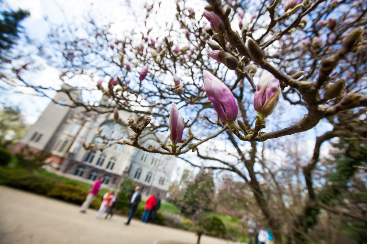 Kwitnące magnolie w Arboretum Instytutu Dendrologii Polskiej Akademii Nauk w Kórniku. Fot. PAP/Marek Zakrzewski