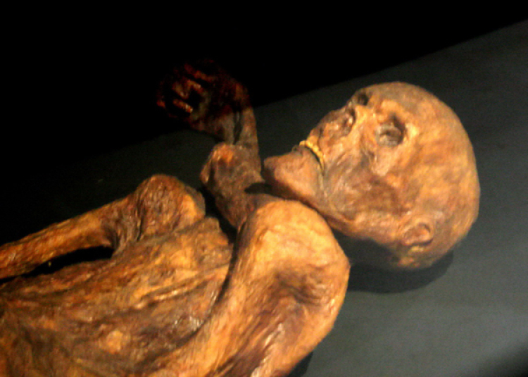 Rekonstrukcja mumii Ötziego w Muzeum Prehistorii w Quinson we Francji. Źródło: en.wikipedia/120