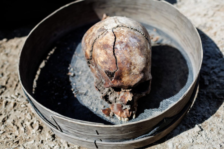 Szczątki znalezione podczas czasie prac archeologicznych nad jeziorem Borówno. Fot. IPN