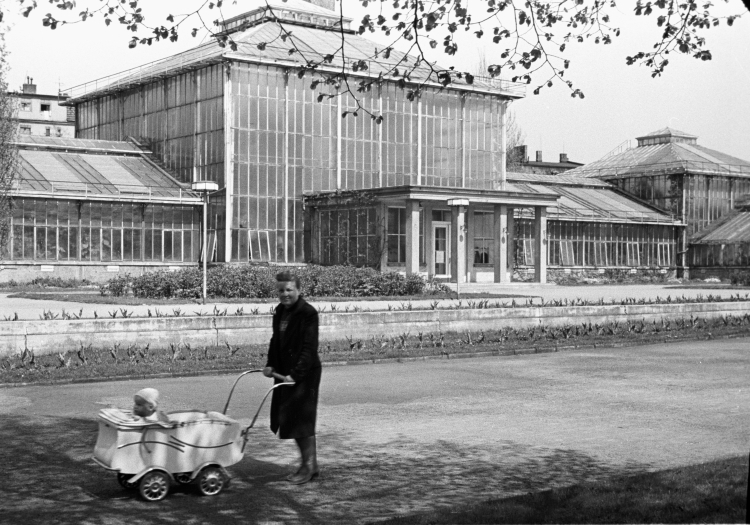 Palmiarnia w Poznaniu w 1948 r. Fot. CAF/PAP
