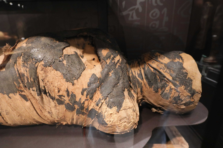 Pierwsza znana egipska mumia ciężarnej kobiety w Galerii Sztuki Starożytnej Muzeum Narodowego w Warszawie. Fot. PAP/Paweł Supernak