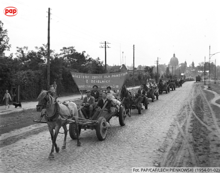 Rolnicy z Wilanowa z obowiązkową dostawą żywności dla państwa (w 1954 r.) Fot. PAP/Lech Pieńkowski