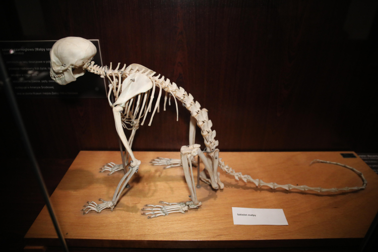 Eksponat w Muzeum Ewolucji Instytutu Paleobiologii PAN w Warszawie. Fot. Albert Zawada (PAP)